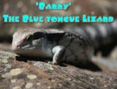 Barry Blue Tongue