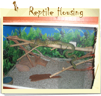 Reptile Housing