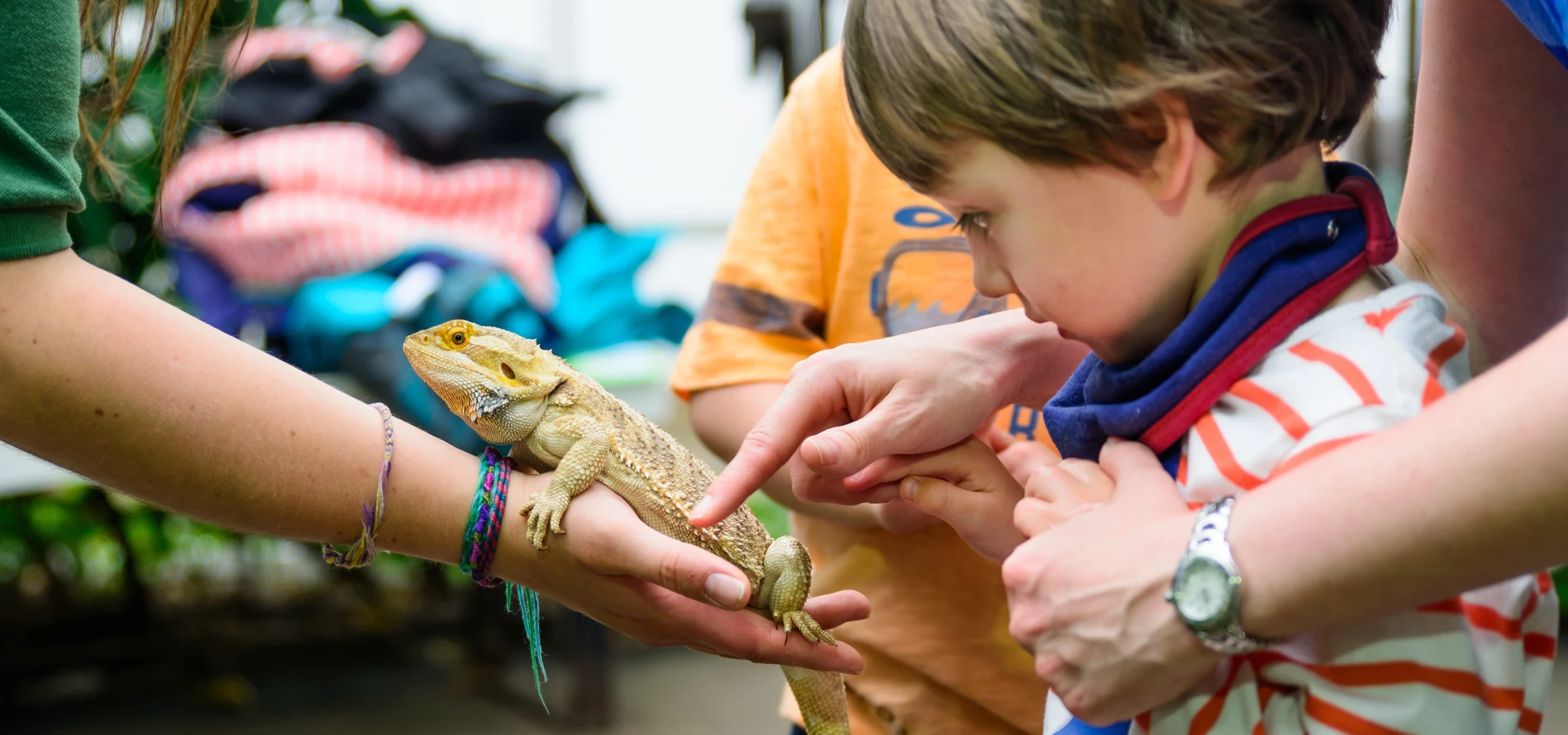 Walkabout Reptiles